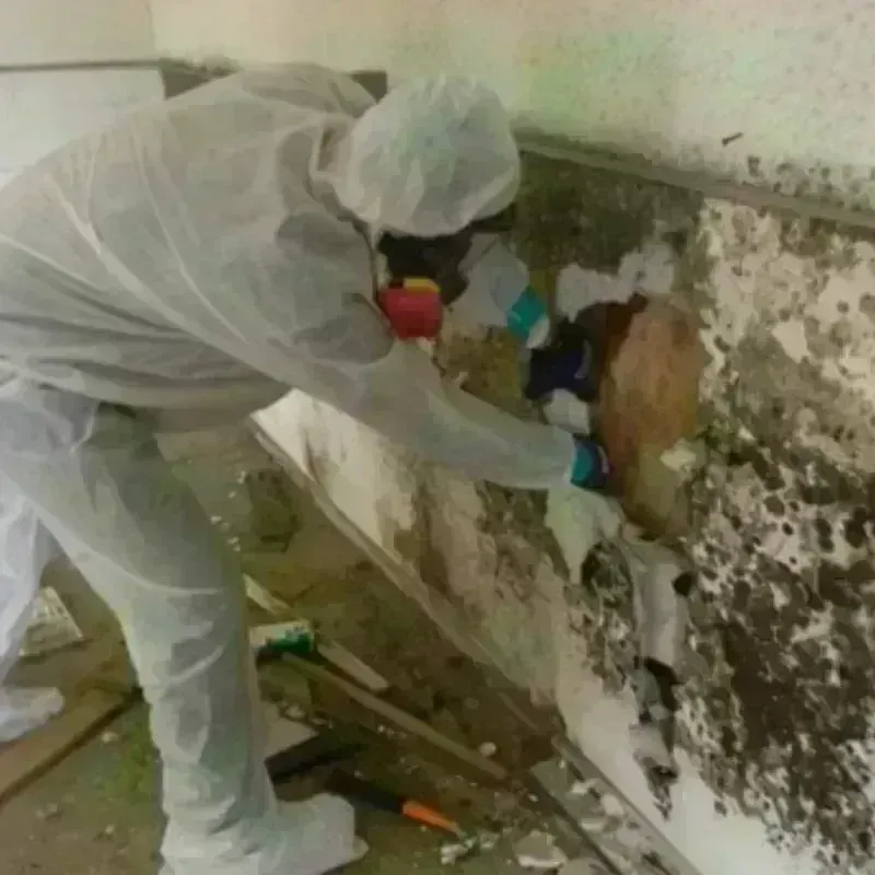 Mold Remediation and Removal in Fair Oaks, CA